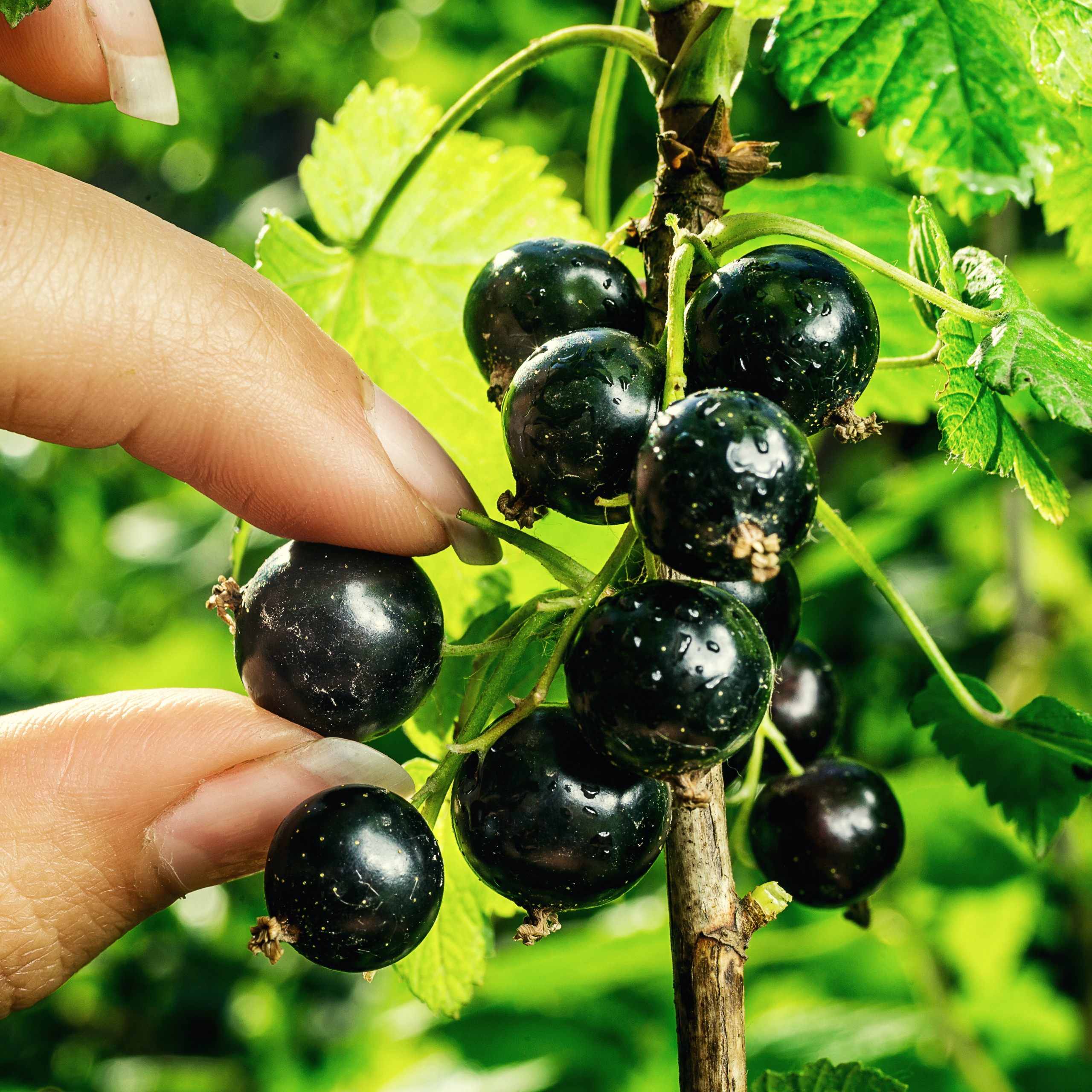 Nejzdravější rybíz? 